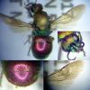 Hedychrum rutilans